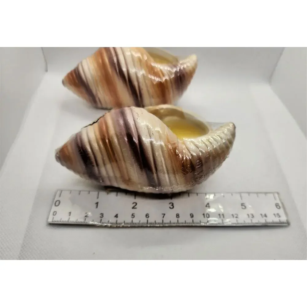 Set of 2 Citronella Scented Candles Ceramic Seashell Shell Decor New Wrapped